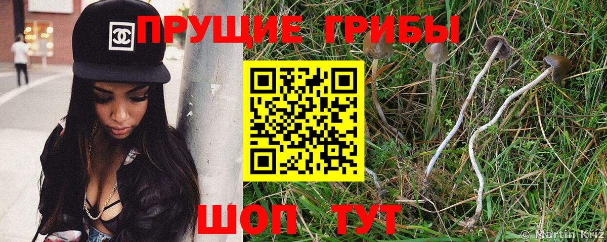 Соль-Илецк  Галлюциногенные грибы GOLDEN TEACHER  Вход с VPN 